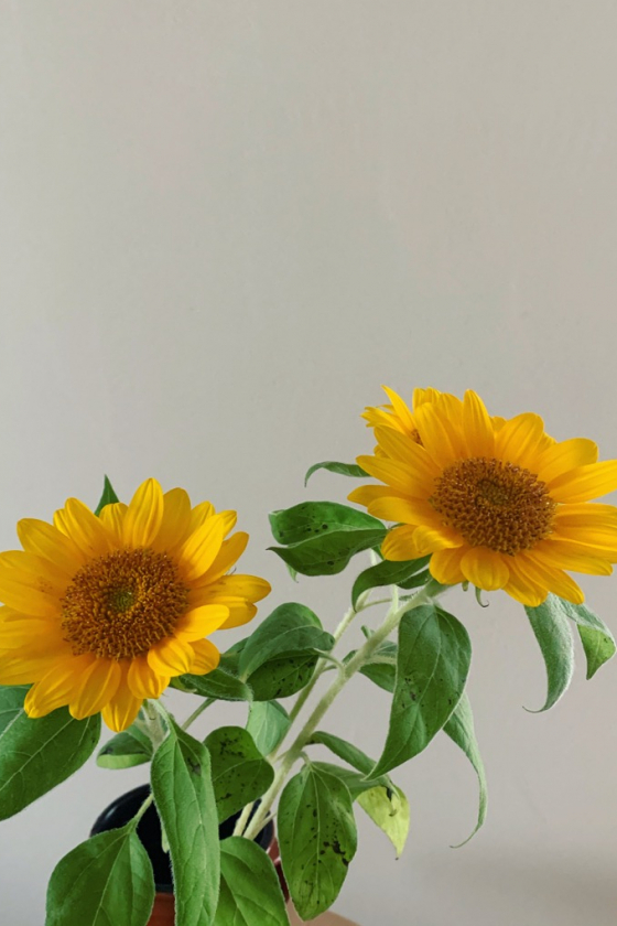 ニュー・ヒーローにはひまわりの花が似合う（編集M）